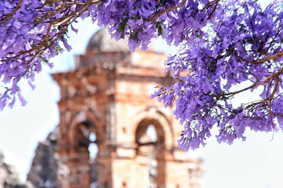 Las Jacarandas y el Ex Convento de Nuestra Señora de las Nieves