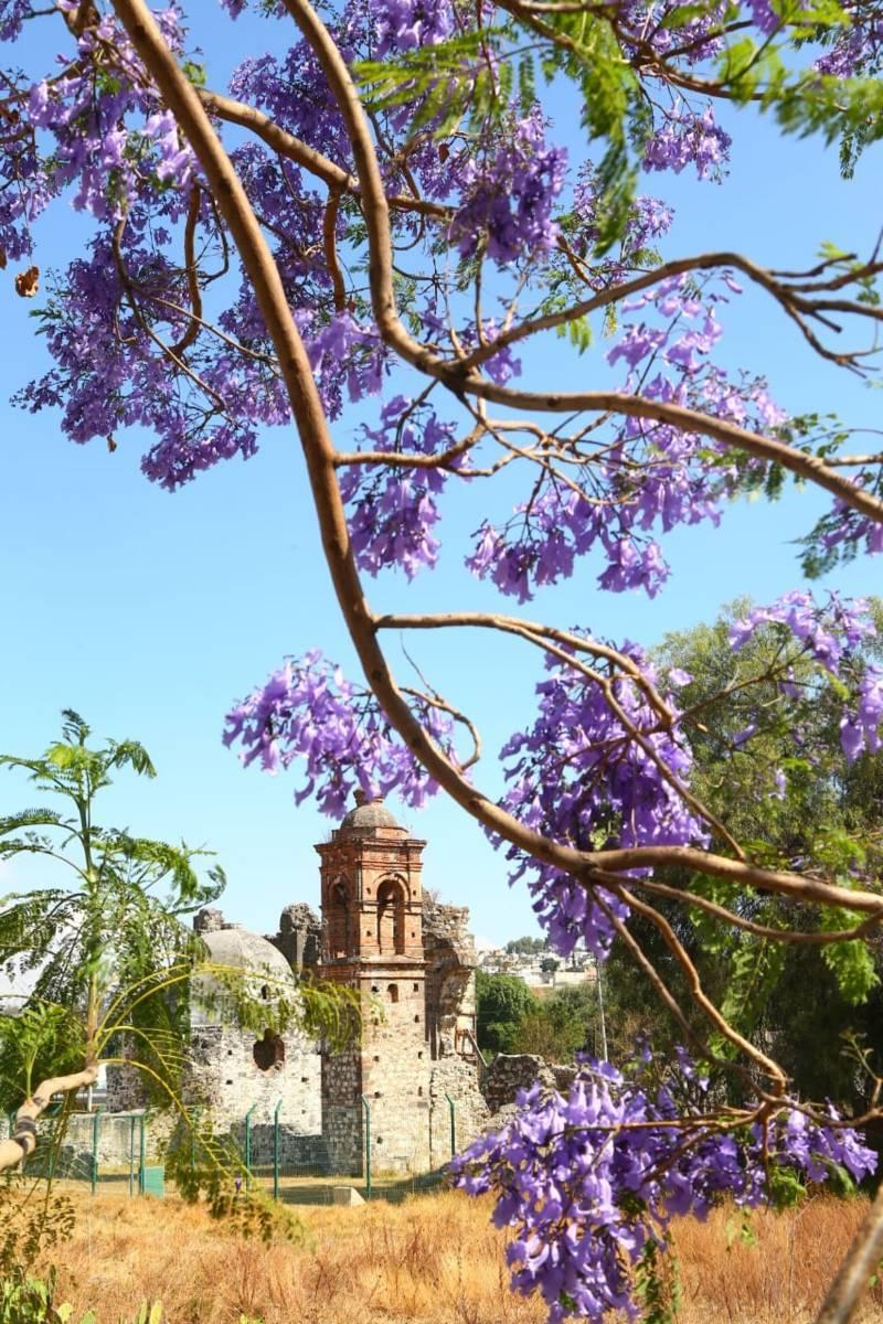 Las Jacarandas y el Ex Convento de Nuestra Señora de las Nieves