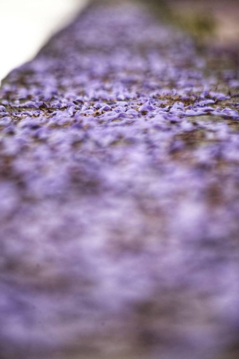 Iluminan las calles de Tlaxcala tapetes violetas de jacarandas