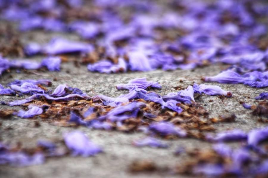 Iluminan las calles de Tlaxcala tapetes violetas de jacarandas