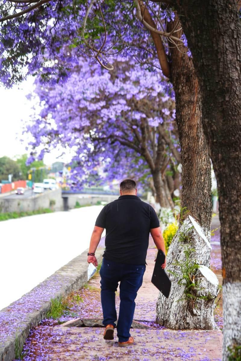 Iluminan las calles de Tlaxcala tapetes violetas de jacarandas