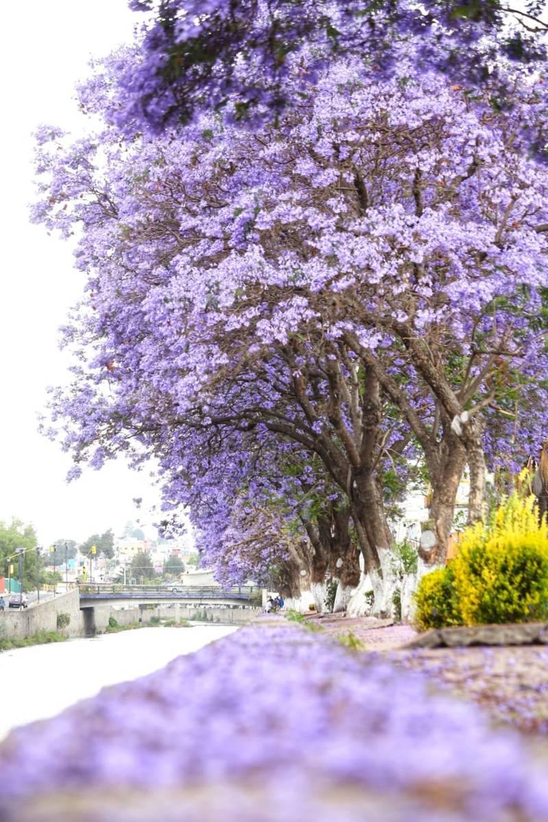 Iluminan las calles de Tlaxcala tapetes violetas de jacarandas