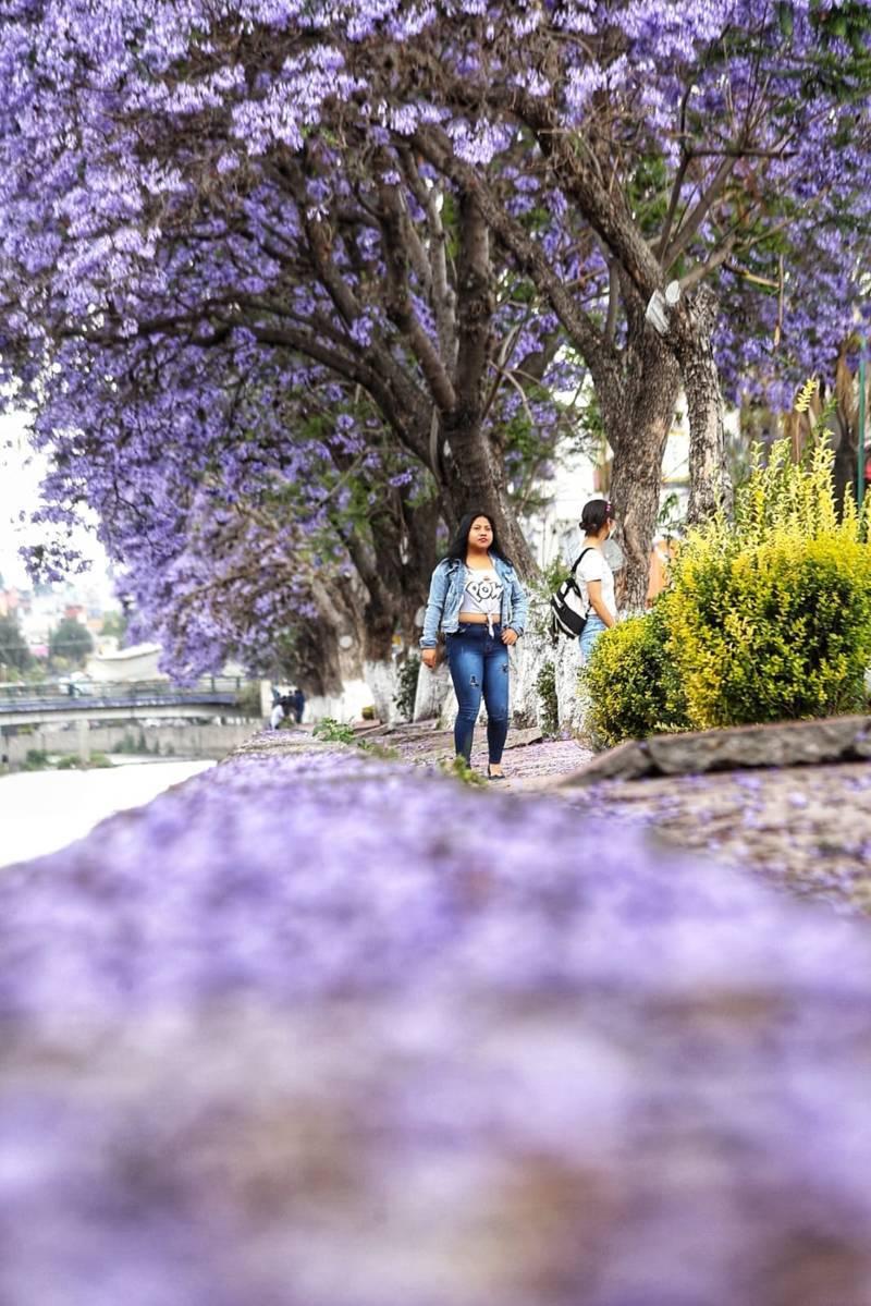 Iluminan las calles de Tlaxcala tapetes violetas de jacarandas