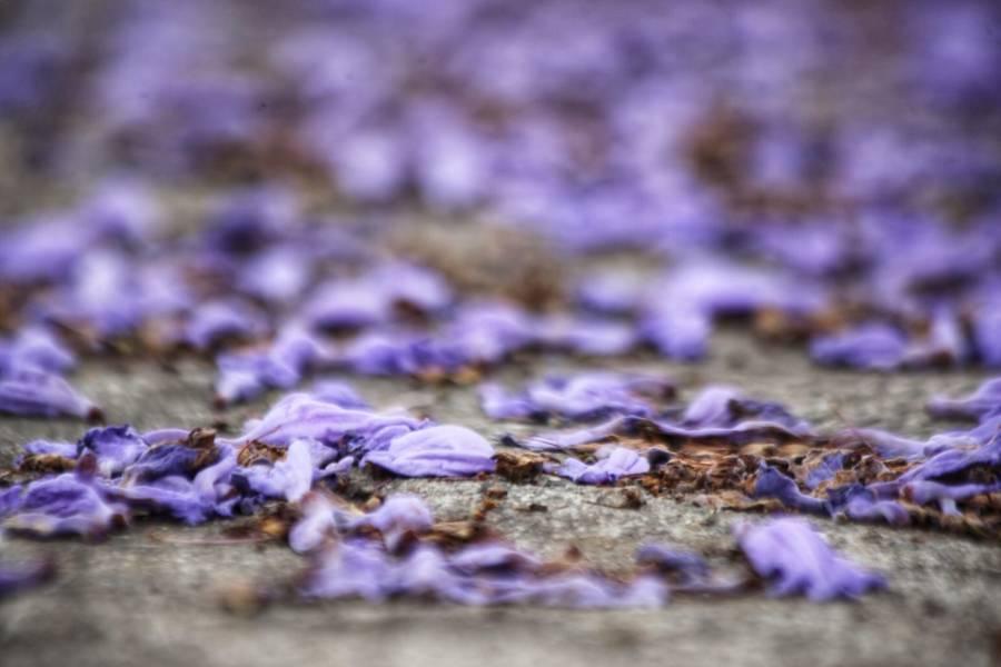 Iluminan las calles de Tlaxcala tapetes violetas de jacarandas