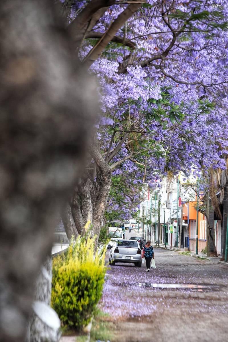 Iluminan las calles de Tlaxcala tapetes violetas de jacarandas