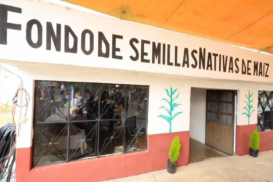Inauguró Gobernadora Lorena Cuéllar fondo de semillas nativas de maíz “Teocintle” 