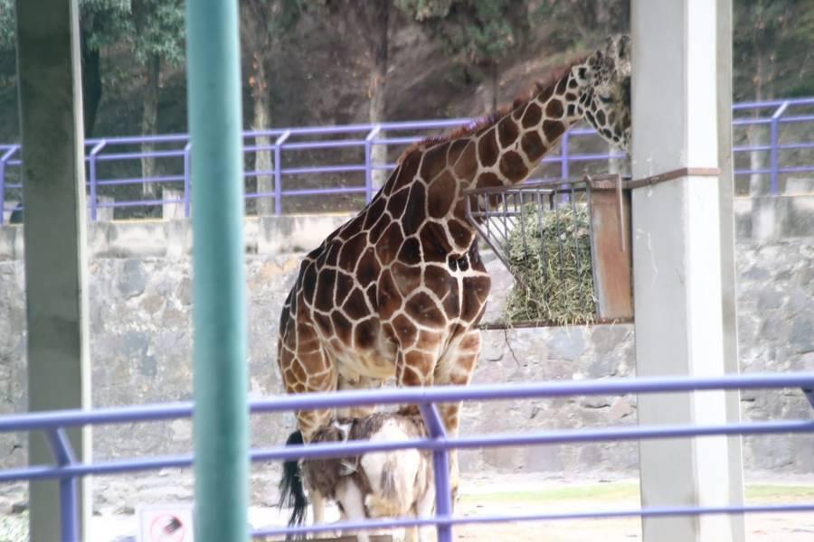 Sin fecha de reapertura el Zoológico del Altiplano