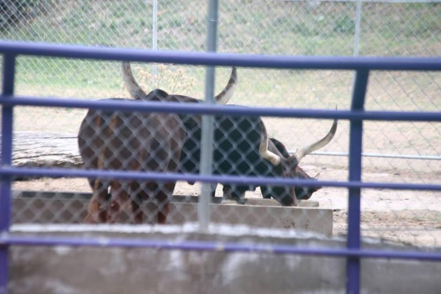 Sin fecha de reapertura el Zoológico del Altiplano