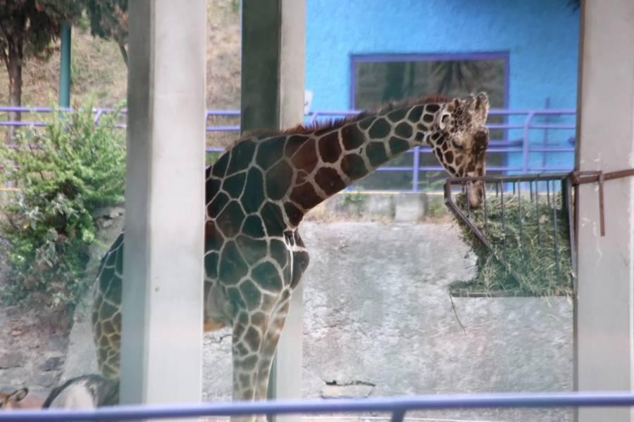 Sin fecha de reapertura el Zoológico del Altiplano