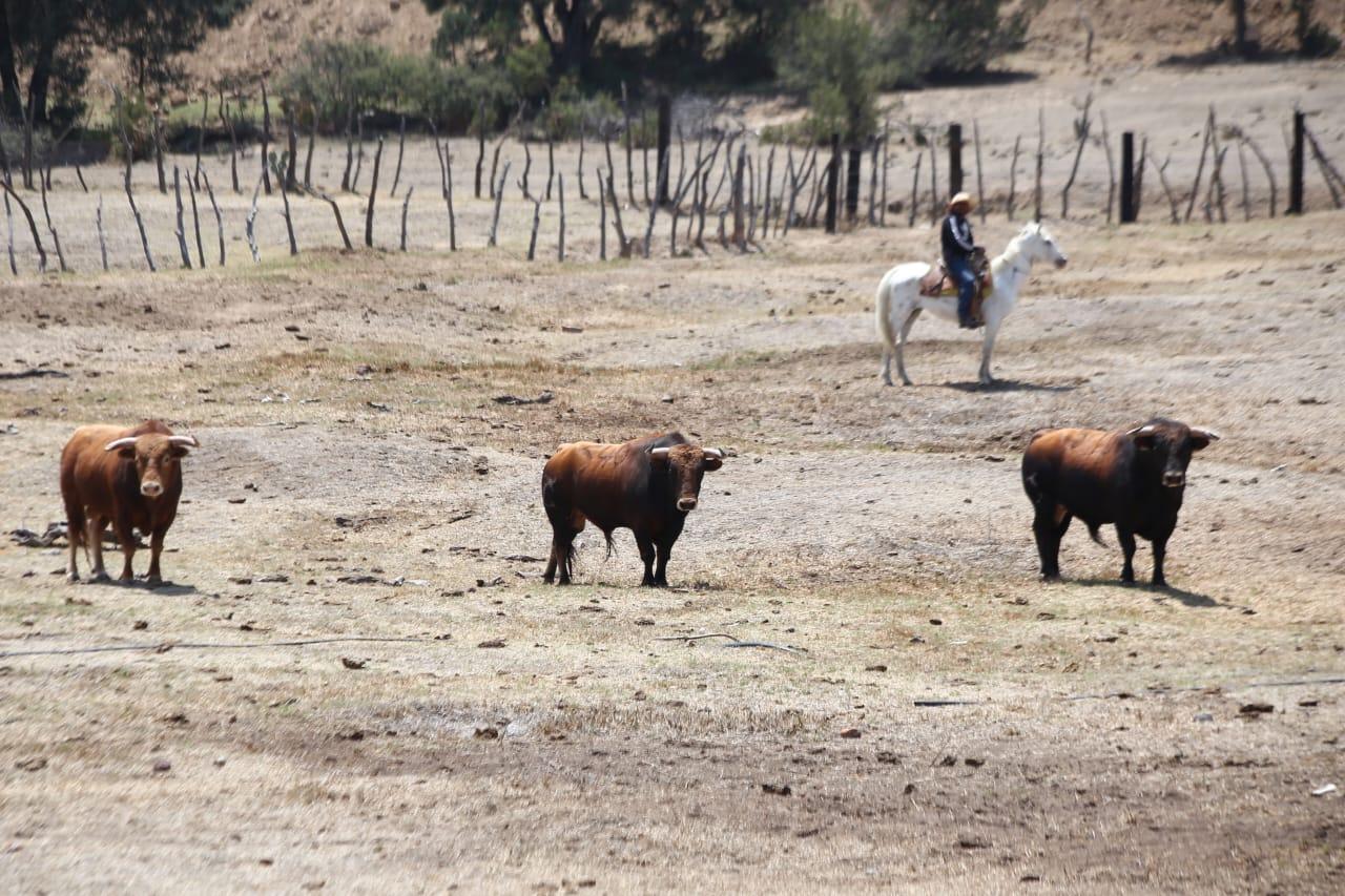 Toros de la ganadería Tenopala