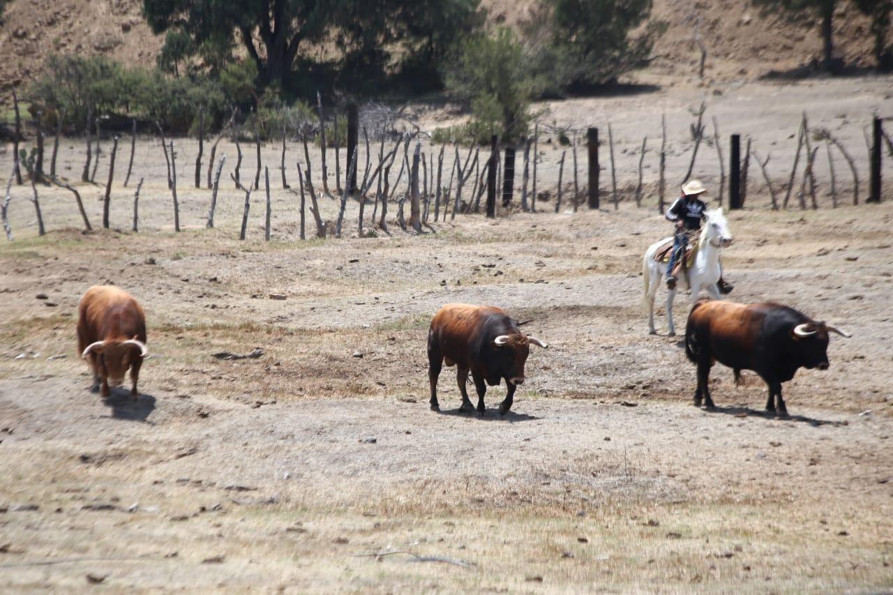 Toros de la ganadería Tenopala