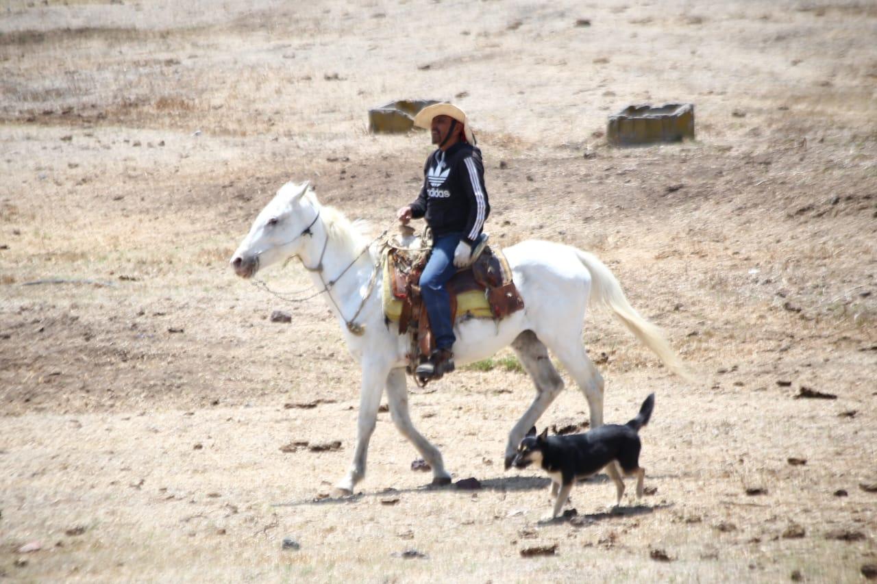 Toros de la ganadería Tenopala