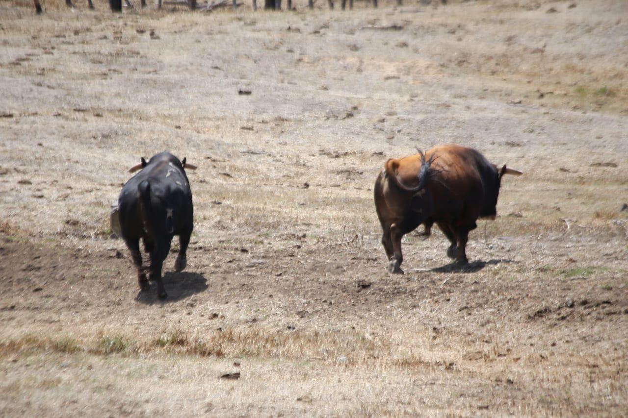 Toros de la ganadería Tenopala