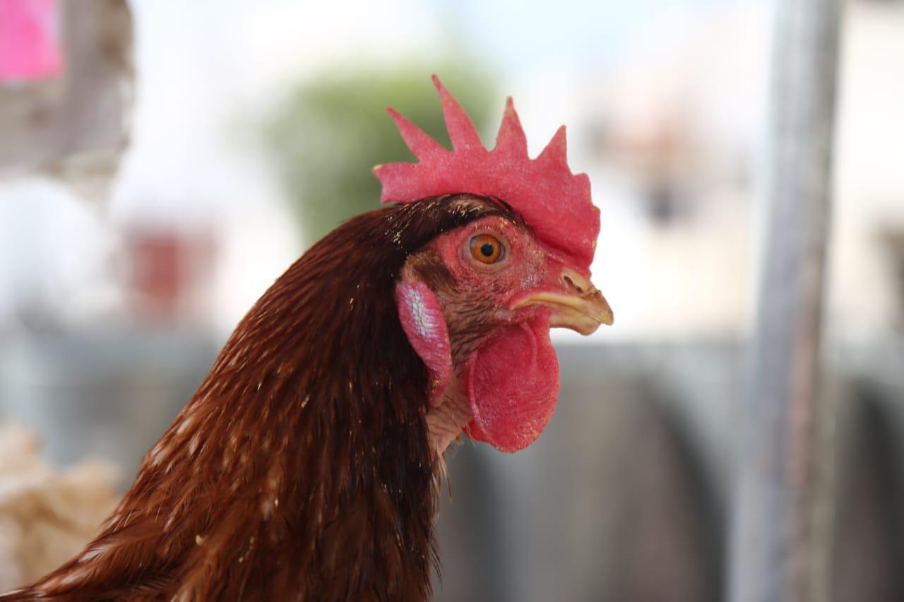Venta de gallinas  en Tlaxcala