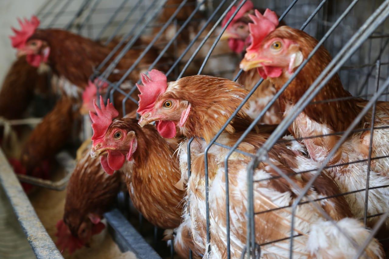 Venta de gallinas  en Tlaxcala