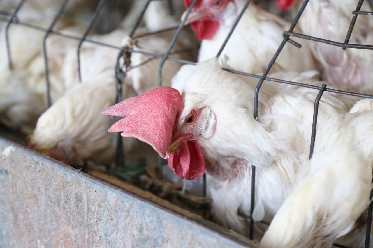 Venta de gallinas  en Tlaxcala