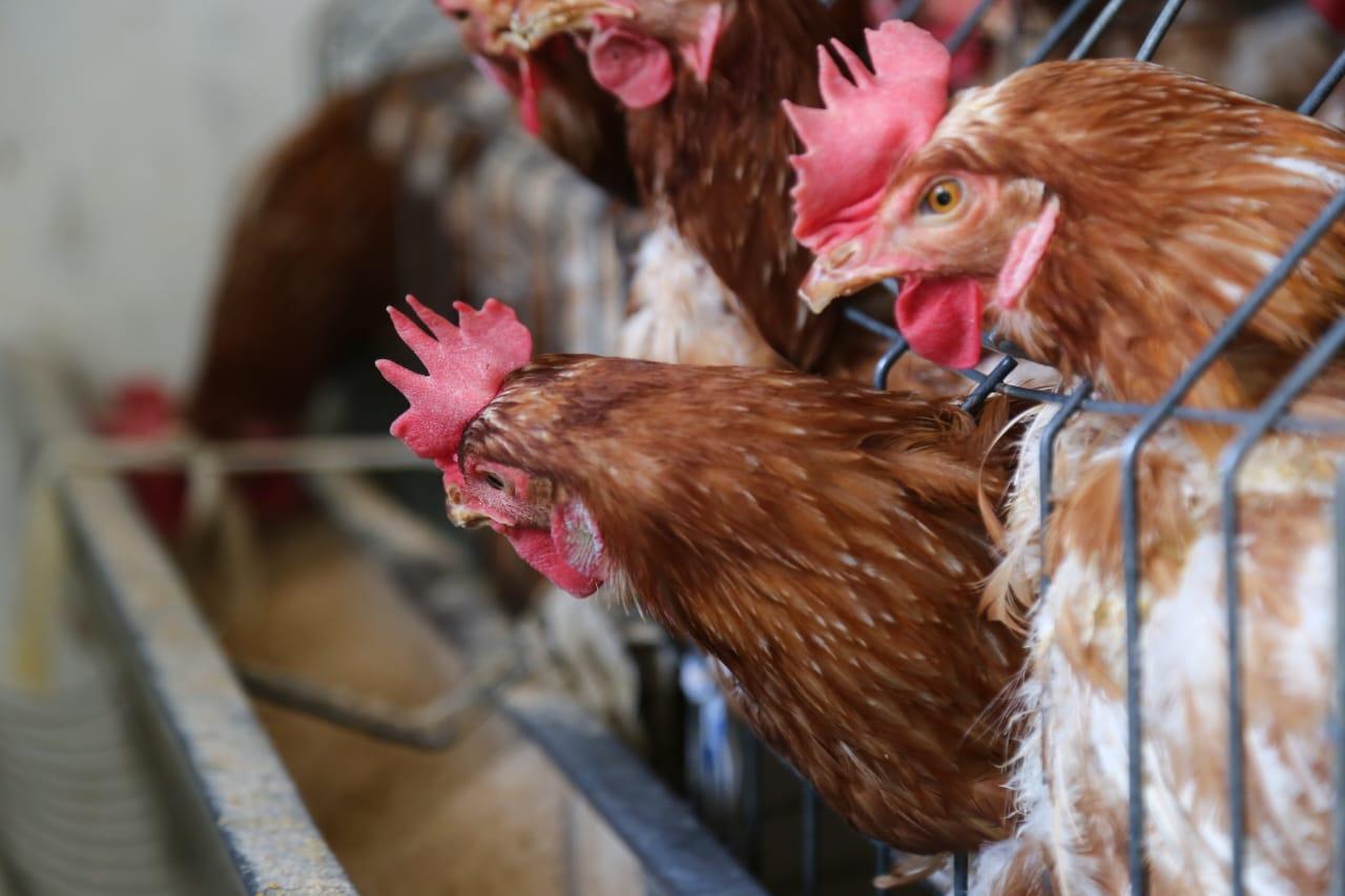 Venta de gallinas  en Tlaxcala