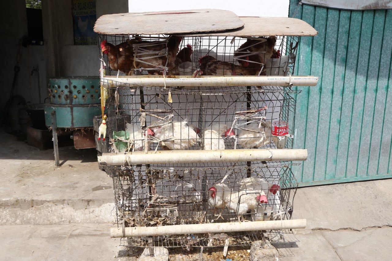Venta de gallinas  en Tlaxcala