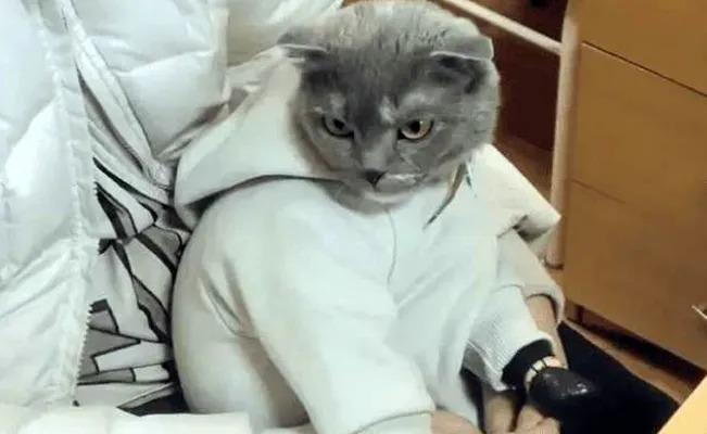 Descubren a una mujer que ocultaba sus drogas en un gato disfrazado de bebé