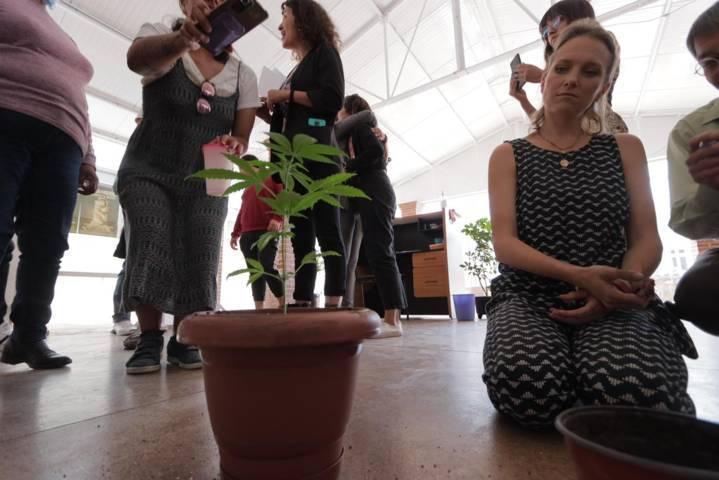 La CEDH realiza primer foro sobre el uso medicinal y recreativo de la marihuana 