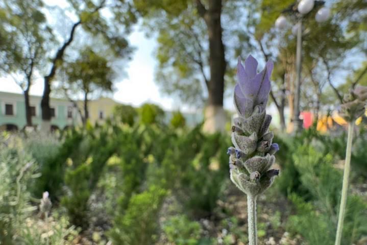Población de abejas e insectos se fortalecen con las nuevas jardineras del parque de Tlaxcala 