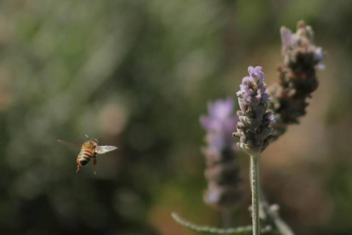 Población de abejas e insectos se fortalecen con las nuevas jardineras del parque de Tlaxcala 