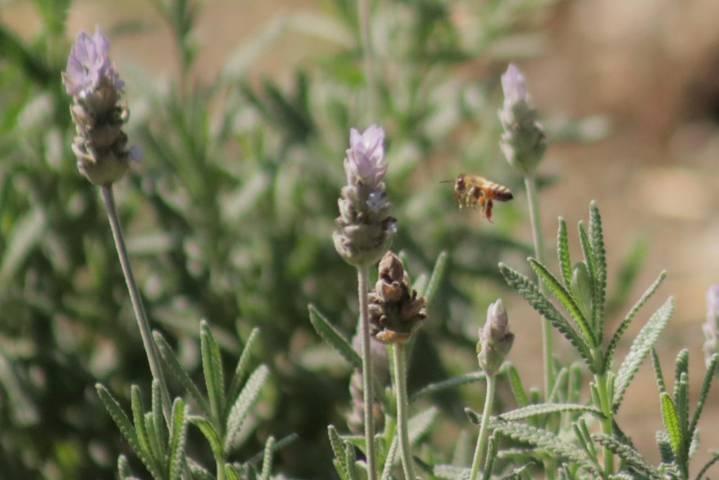 Población de abejas e insectos se fortalecen con las nuevas jardineras del parque de Tlaxcala 