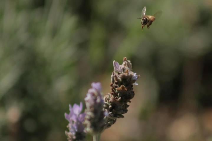 Población de abejas e insectos se fortalecen con las nuevas jardineras del parque de Tlaxcala 