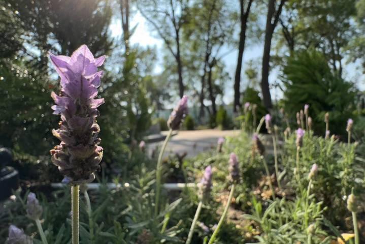 Población de abejas e insectos se fortalecen con las nuevas jardineras del parque de Tlaxcala 