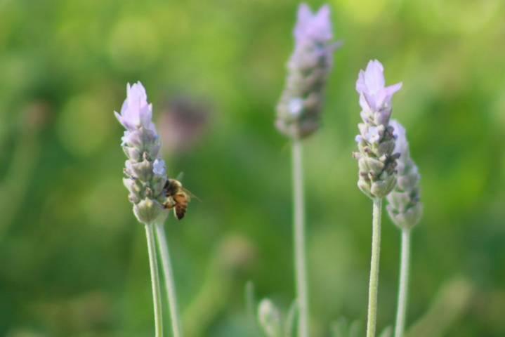 Población de abejas e insectos se fortalecen con las nuevas jardineras del parque de Tlaxcala 