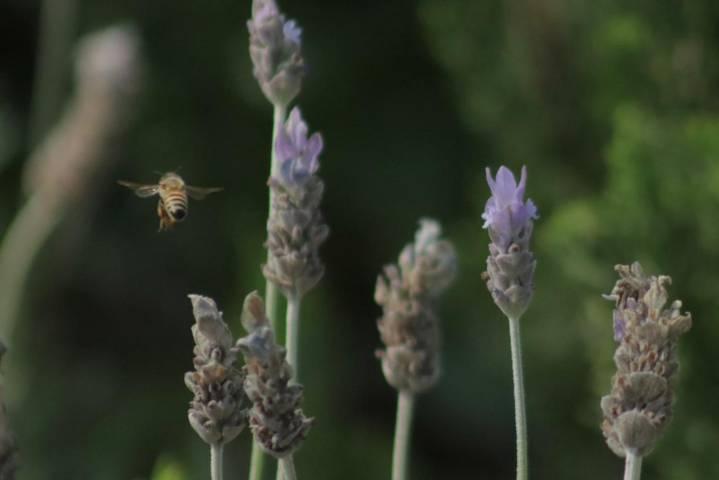 Población de abejas e insectos se fortalecen con las nuevas jardineras del parque de Tlaxcala 