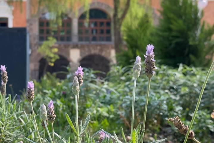 Población de abejas e insectos se fortalecen con las nuevas jardineras del parque de Tlaxcala 