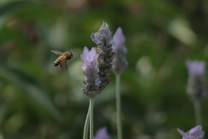 Población de abejas e insectos se fortalecen con las nuevas jardineras del parque de Tlaxcala 