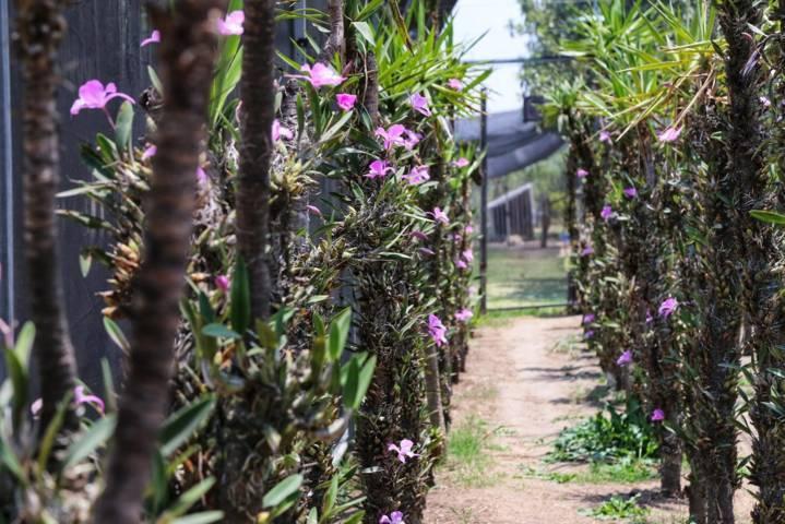 A la defensa de la orquídea tlaxcalteca 