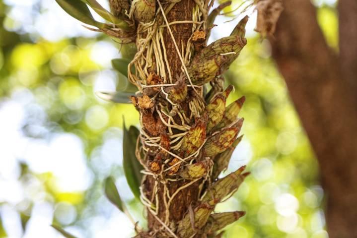 A la defensa de la orquídea tlaxcalteca 