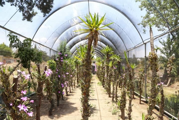 A la defensa de la orquídea tlaxcalteca 