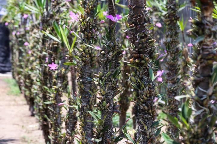 A la defensa de la orquídea tlaxcalteca 