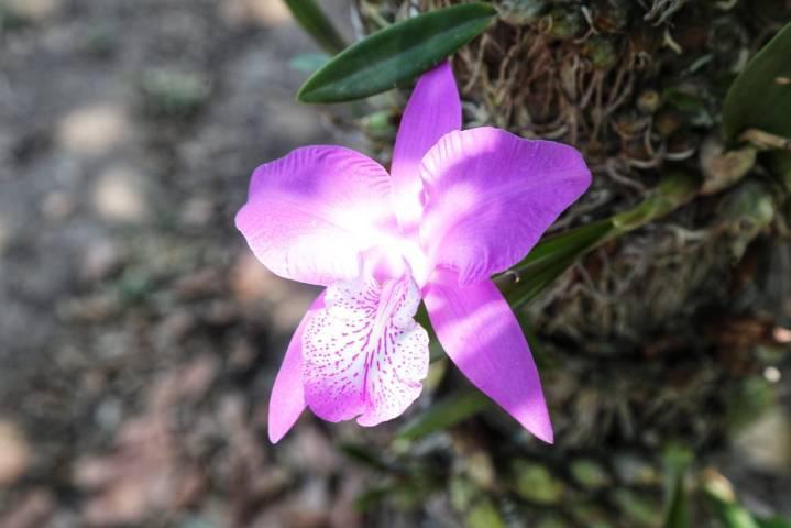 A la defensa de la orquídea tlaxcalteca 