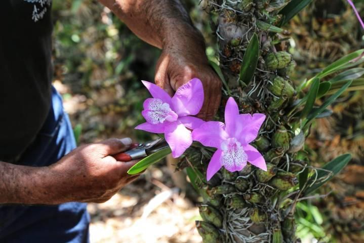 A la defensa de la orquídea tlaxcalteca 