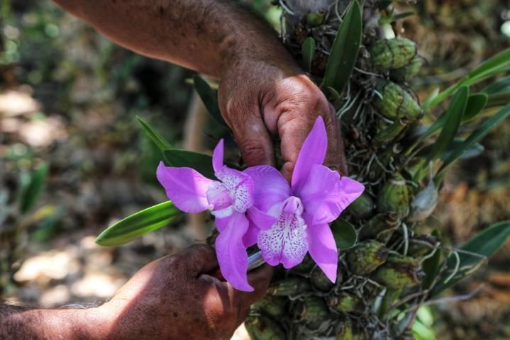 A la defensa de la orquídea tlaxcalteca 