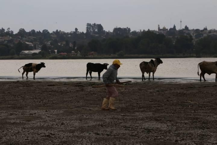 El oasis: La laguna de Acuitlapilco 
