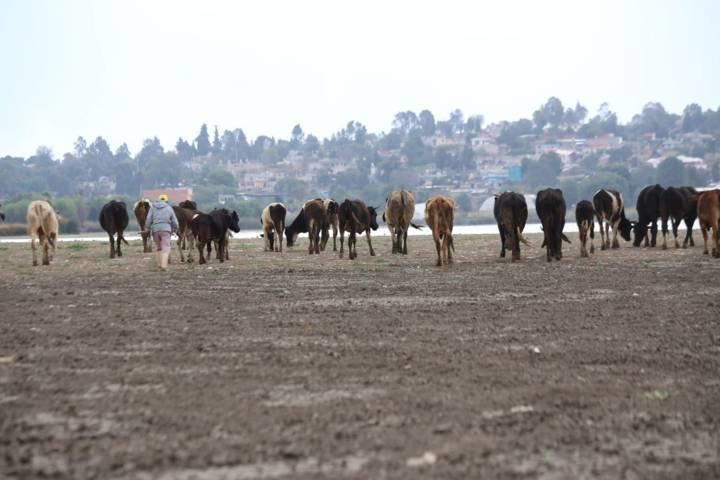 El oasis: La laguna de Acuitlapilco 