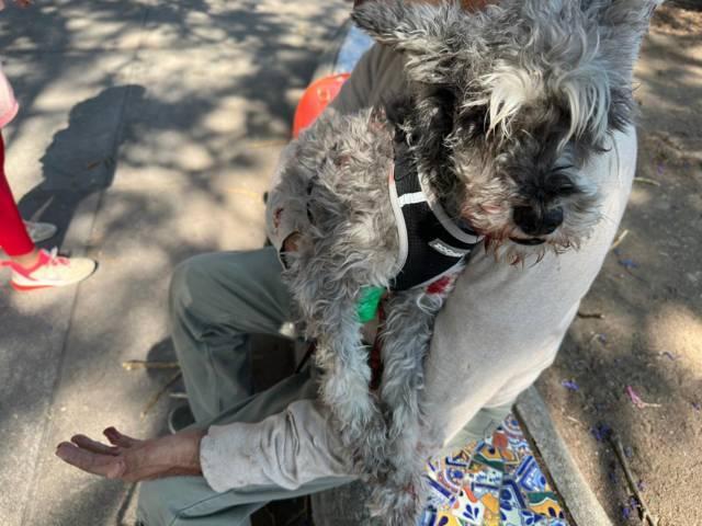 Perro ataca a una persona y su mascota en el puente de artesanías 