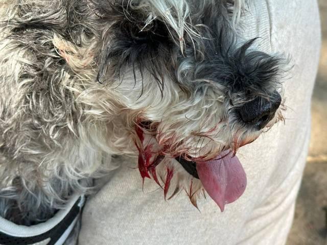 Perro ataca a una persona y su mascota en el puente de artesanías 