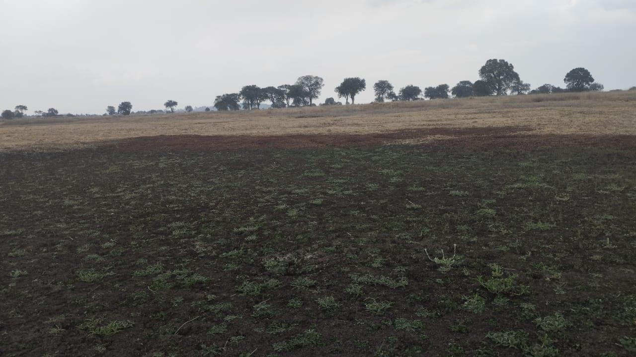 Se secan jagüey ante la falta de lluvias 