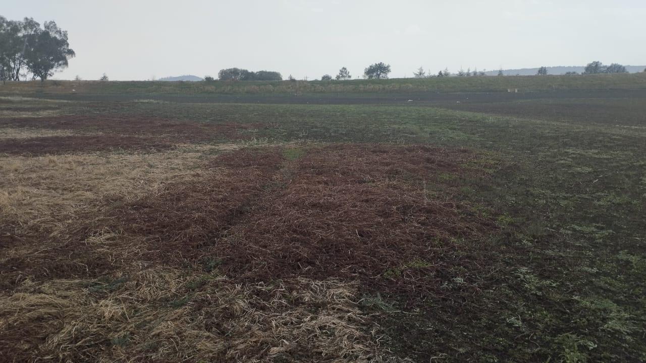 Se secan jagüey ante la falta de lluvias 