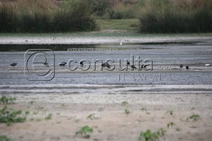 Continúa sequía de laguna de Acuitlapilco