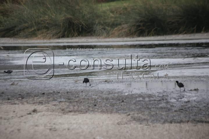 Continúa sequía de laguna de Acuitlapilco