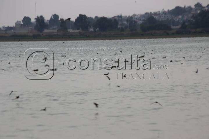 Continúa sequía de laguna de Acuitlapilco