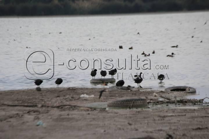 Continúa sequía de laguna de Acuitlapilco